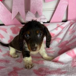 Lillian - Piebald female Dachshund puppy in Lake City, Florida from My Ditzy Doxies of Florida
