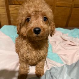 Jax - Apricot male Goldendoodle puppy in Centralia, Missouri from Oodles Of Doodles Mo.