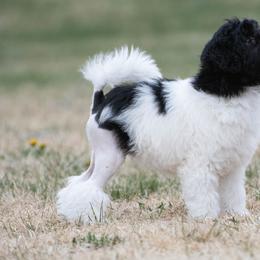 Lowchen Puppies from Dragonne Lowchen