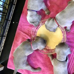 Weimaraner Puppies from Zauberhaft Weimaraners