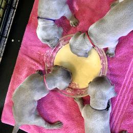 Weimaraner Puppies from Zauberhaft Weimaraners