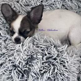 Chihuahua Puppies from Millers Chihuahuas