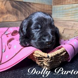 Dolly Parton - Black female Newfoundland puppy in Tully, New York from Bear Paw Newfoundlands