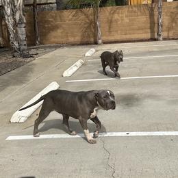 American Bully Puppies from M&M XL Bully Kennel