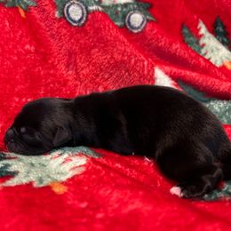 Black bi female - Black & white female Miniature Australian Shepherd puppy in Connelly Springs, North Carolina from Appalachian Aussies