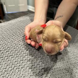 Girl 2 - Cream female Dachshund puppy in Gulfport, Mississippi from Susan's Dachshunds