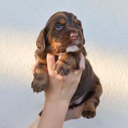 Aqua - Liver and tan female English Cocker Spaniel puppy in New Mexico from HighBrassGunDogs
