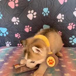 Siberian Husky Puppies from Canace Siberians