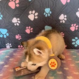 Siberian Husky Puppies from Canace Siberians