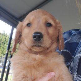 Golden Retriever Puppies from Emma's Golden Puppers