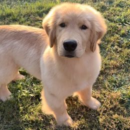 Golden Retriever Puppies from Fox Hill Goldens & Smooth Fox Terriers