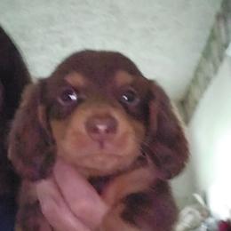 Girl 3 - Chocolate and tan female Dachshund puppy in Lansing, Michigan from Black Thunder 517 Dachshunds and frenchies