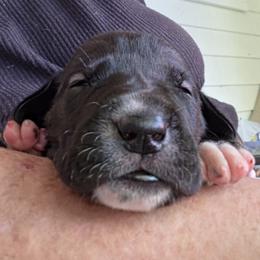 FEMALE BLACK - Black female Great Dane puppy in Hickman, Kentucky from Tidal Wave Danes