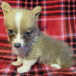 Male 3 (runt) - Blue male Pembroke Welsh Corgi puppy in Unicoi, Tennessee from East Tennessee Clark Corgis