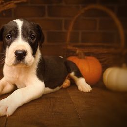 Puppy 2 - Mantle male Great Dane puppy in Ocala, Florida from Oak Haven Great Danes