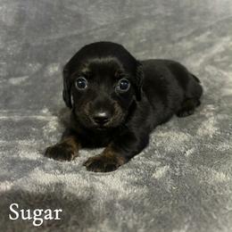 Sugar - Black and tan female Dachshund puppy in Aiken, South Carolina from Paragon Puppies