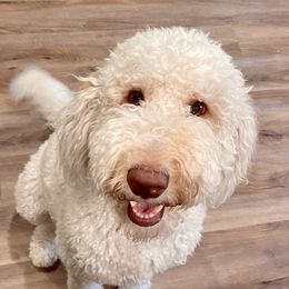 Abbie - Labradoodle