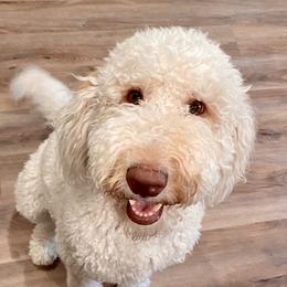 Abbie - Labradoodle