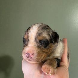 Kestrel - Blue merle male Australian Shepherd puppy in London, Kentucky from Kenmont Kennels