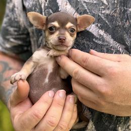Cocoa Nugget - Chocolate and tan male Chihuahua puppy in East Camden, Arkansas from RoyAl