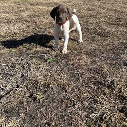 Red - Liver and white male German Shorthaired Pointer puppy in Newton Grove, North Carolina from Wayalife Labradors & Gsp’s