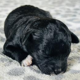 Male 1 - Black and white male Shichon puppy in Grand Rapids, Michigan from Great Lakes Teddy Bear Dogs