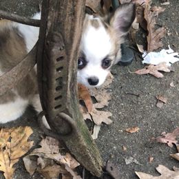Yodel - Chocolate and white male Chihuahua puppy in Amelia, Virginia from Pannell’s Precious Pups