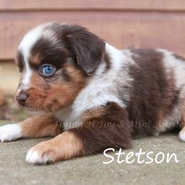 Stetson - Red merle male Miniature American Shepherd puppy in Godley, Texas from Flying H Toy and Mini Aussies