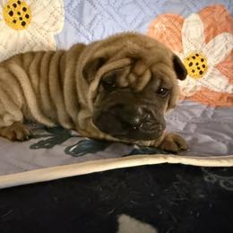 Orange collar - Fawn female Chinese Shar-Pei puppy in Elkin, North Carolina from Martini Shar-Pei