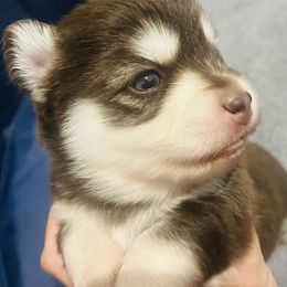Snoop Dawg 'Snoopi' - Chocolate male Pomsky puppy in Fredericksburg, Texas from Southern Poms of Texas