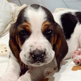 Oakley - Black white and brown male Basset Hound puppy in Hodges, South Carolina from Blooming Basset