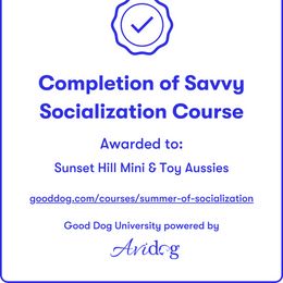 Miniature Australian Shepherd and Toy Australian Shepherd Puppies from Sunset Hill Mini & Toy Aussies