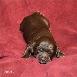 Primrose - Brown female Cockapoo puppy in Sunset, Louisiana from Cano Cockapoos