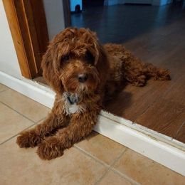 Woody - Cavapoo