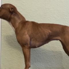 Staffordshire Bull Terriers from Life Force Staffords