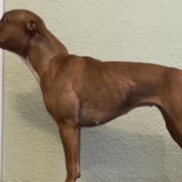 Staffordshire Bull Terriers from Life Force Staffords
