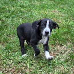 Rocco - Black male Mountain Cur puppy in Moundsville, West Virginia from Mountaineer Mountain Curs