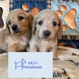 Rojo - Red female Dachshund puppy in Charlottesville, Virginia from AKJ’s Dachshunds