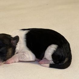 Panda - Black tri-color male Aussiedoodle puppy in Daphne, Alabama from Darling Australians