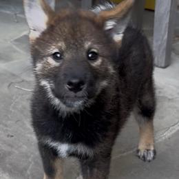 Papillon puppies from Mishmo's Shibas and Papillons