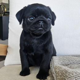 F2 - Black female Pug puppy in Jacksonville, North Carolina from Coliseum de Cassiope