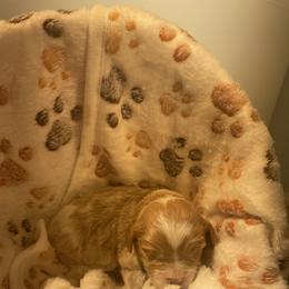 Theodore - Red male Cavapoo puppy in St George, Utah from Pearson's Poodles