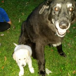 Golden Retriever Puppies from Goldnmine Kennels