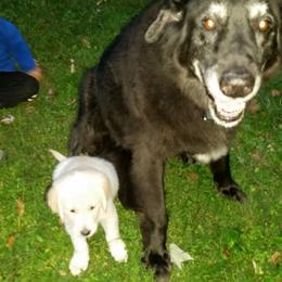 Golden Retriever Puppies from Goldnmine Kennels