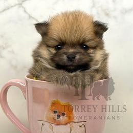 Miranda - Orange sable female Pomeranian puppy in Redlands, California from Torrey Hills Poms