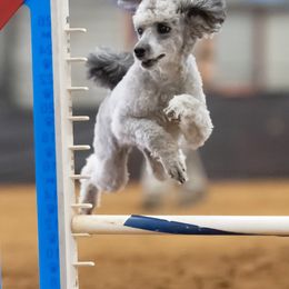 Poodles from IndigoStar Miniature Poodles