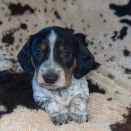 Cow - Piebald male Dachshund puppy in Madisonville, Tennessee from L&A Dachshunds