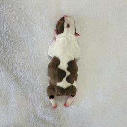 Boston Terrier Puppies from White Valley Boston Terriers