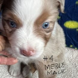 Boy 3 - Red merle male Australian Shepherd puppy in Waikoloa Village, Hawaii from Breeze n Aussies