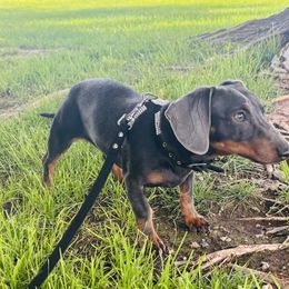 Disco - Dachshund